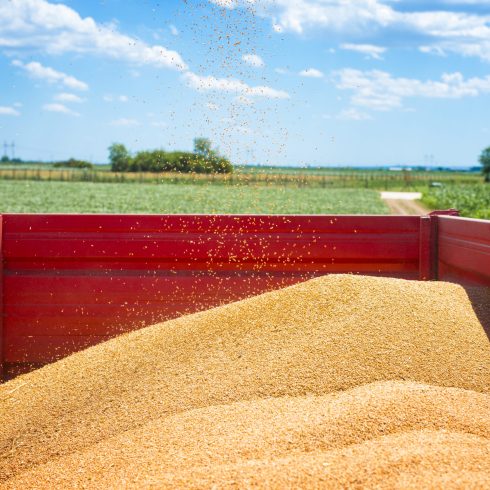 Tractor trailer full of wheat seeds in the field.